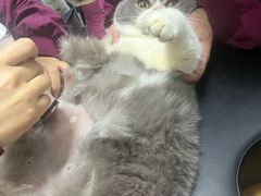 -伟伟宠物医院·瑞派猫友好医院·猫科(光谷店)