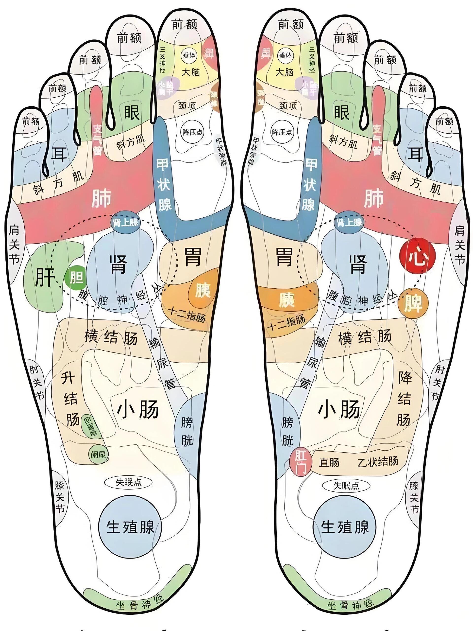 脚底心在哪个位置图片图片