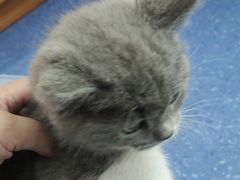 -伟伟宠物医院·CT影像中心·瑞派犬猫综合性门诊(汉口总院)