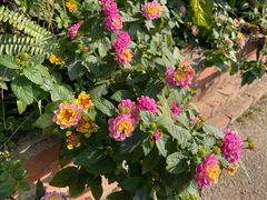 -西双版纳傣族园