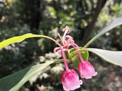 -梧桐山风景名胜区
