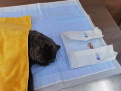 -爱侣宠医·鹦鹉专科·小型哺乳类·异宠专科(灵石路店)