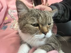 -喵园·猫主题咖啡厅·撸猫·猫咖(国贸店)