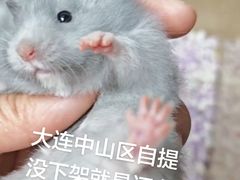 -叶氏兄弟果业(大连鲁迅店)