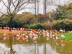-上海野生动物园