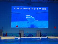 -石家庄极地海洋世界