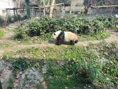 -成都动物园