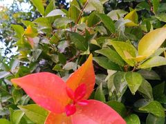 -厦门海景千禧大酒店·海景咖啡厅