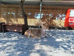 -鹿境梅花鹿生态园区
