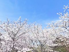-高东镇樱花园