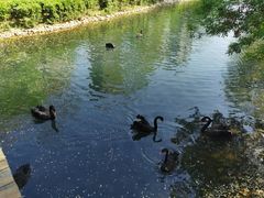 -长白岛森林公园