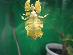 -上海大自然野生昆虫馆(东方明珠·爬宠昆虫探索中心)