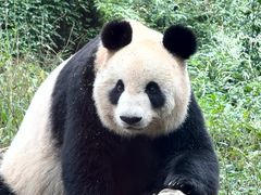 -中国大熊猫保护研究中心雅安碧峰峡基地
