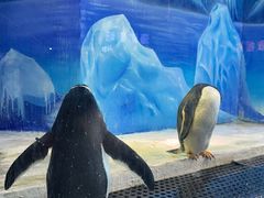 -重庆欢乐海底世界