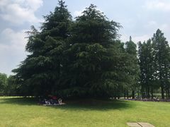 -上海滨江森林公园