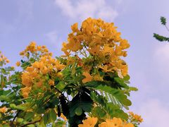 -美的鹭湖森林度假区