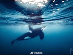 -泉城欧乐堡海洋极地世界