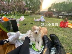 -贡湖湾湿地公园