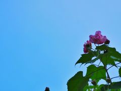 -成都中医药大学(温江校区)