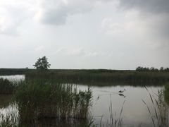 -盐城丹顶鹤湿地生态旅游区