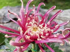 -国家植物园