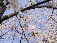 -高东镇樱花园