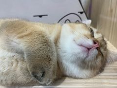 -屋虎猫馆(宝安大仟里店)