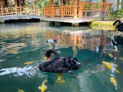 -南宫五洲植物乐园