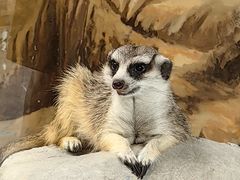 -上海野生动物园