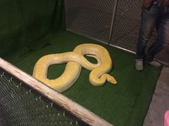 -清迈夜间动物园