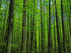 -山王坪喀斯特国家生态公园