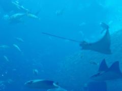 -迪拜帆船酒店海底餐厅