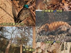 -红山森林动物园