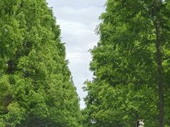 -黄海国家森林公园