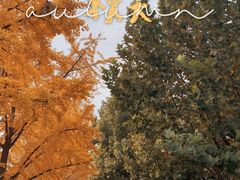 -三里屯东五街银杏大道