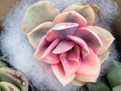 -龙大花卉苗木市场