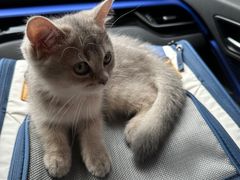 -老吴的猫·猫舍(新区店)
