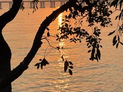 -宝安西湾红树林湿地公园