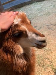 -Zoolung Zoolung动物主题公园(海信广场店)