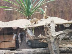 -清迈夜间动物园