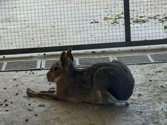 -石家庄市动物园