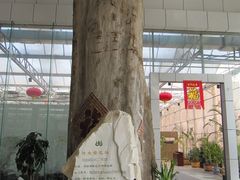 神木黄花梨-龙凤山庄(永定镇店)