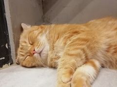 -猫儿山۰猫主题餐厅