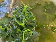 -老味道1992(武当山店)