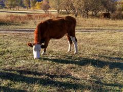 -塞罕坝国家级自然保护区