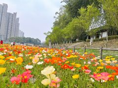 -望江楼公园