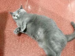 -凯瑞希宠物医院·狂犬免疫·微创·皮肤科