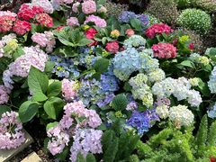 -石家庄市植物园