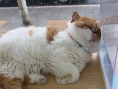 -瑞派长江宠物医院·猫科·外科·24小时夜护(谊城公寓分院)