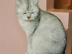 -猫儿山۰猫主题餐厅